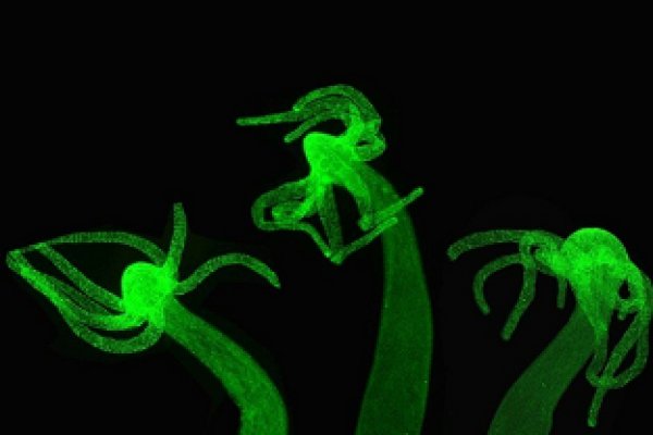 Где найти рабочую ссылку кракен