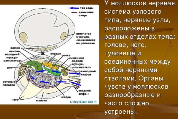 Кракен даркнет только через торг